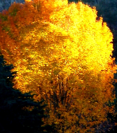 Yellow Tree